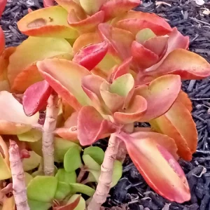 Crassula Platyphylla Live Succulent – Yellow Blooms – Starter Plant – Indoor/Outdoor - Image 5