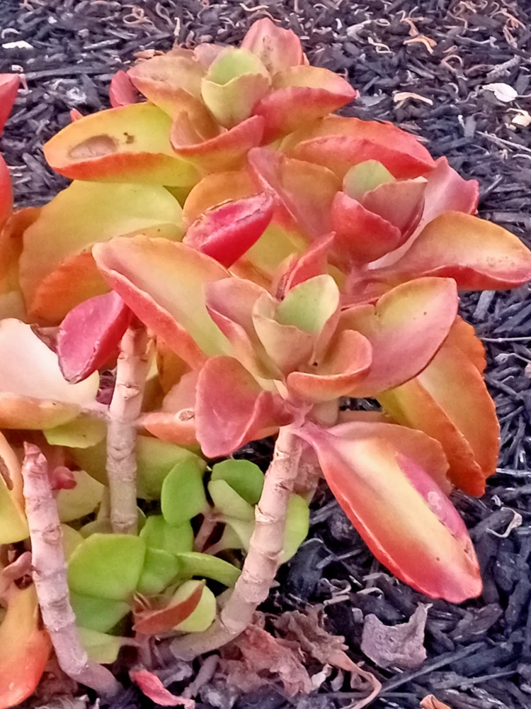 Crassula Platyphylla Live Succulent – Yellow Blooms – Starter Plant – Indoor/Outdoor - Image 5
