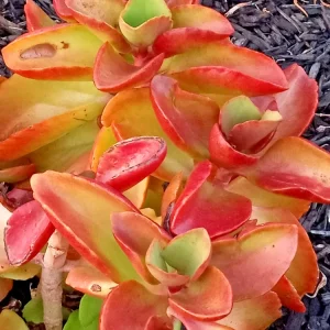 Crassula Platyphylla Live Succulent – Yellow Blooms – Starter Plant – Indoor/Outdoor - Image 1