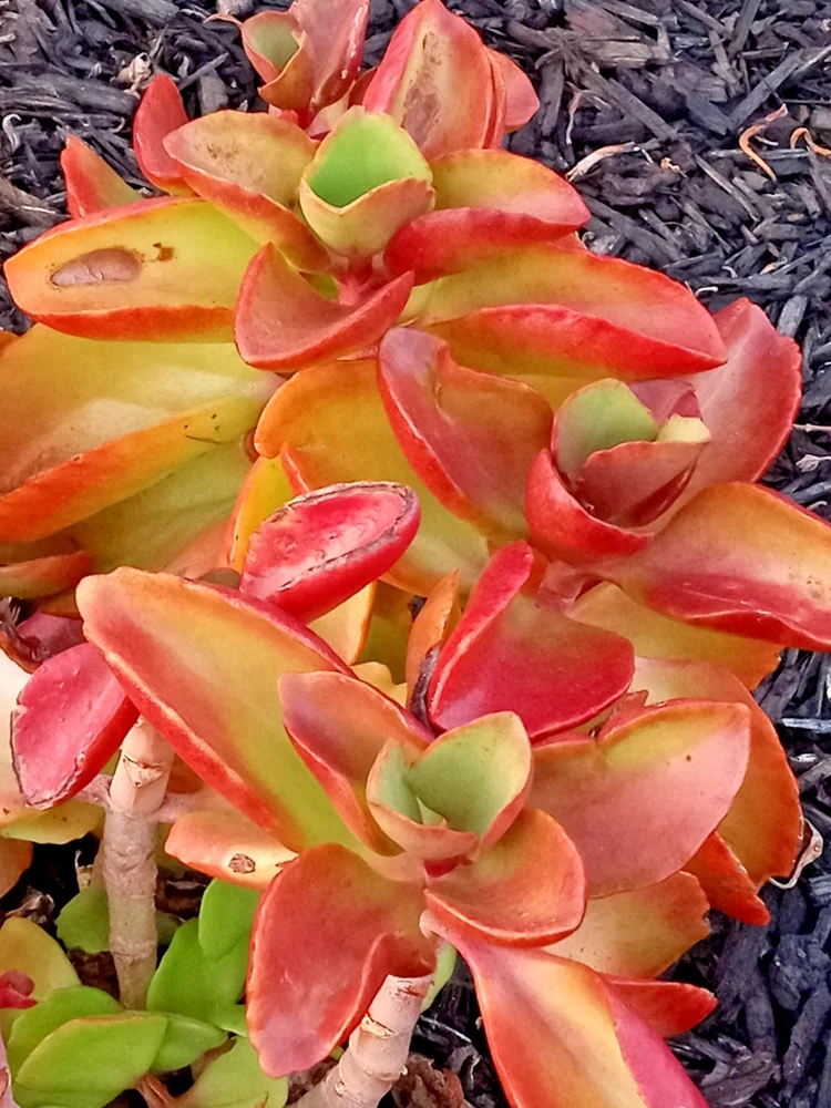 Crassula Platyphylla Live Succulent – Yellow Blooms – Starter Plant – Indoor/Outdoor - Image 1