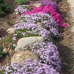 Creeping Phlox Live Plant – Random Color Mix – 4 inch Pot – Outdoor Perennial Ground Cover - Image 2