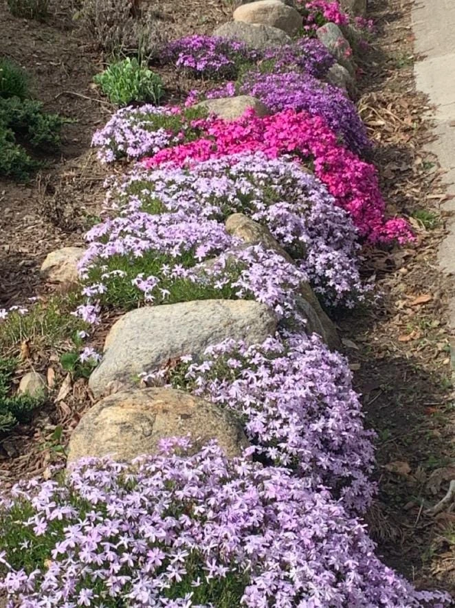 Creeping Phlox Live Plant – Random Color Mix – 4 inch Pot – Outdoor Perennial Ground Cover - Image 2
