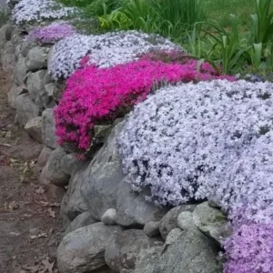 Creeping Phlox Live Plant – Random Color Mix – 4 inch Pot – Outdoor Perennial Ground Cover - Image 3