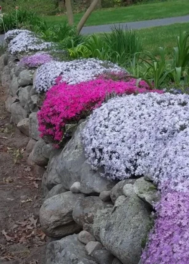 Creeping Phlox Live Plant – Random Color Mix – 4 inch Pot – Outdoor Perennial Ground Cover - Image 3