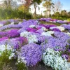 Creeping Phlox Live Plant – Random Color Mix – 4 inch Pot – Outdoor Perennial Ground Cover - Image 1