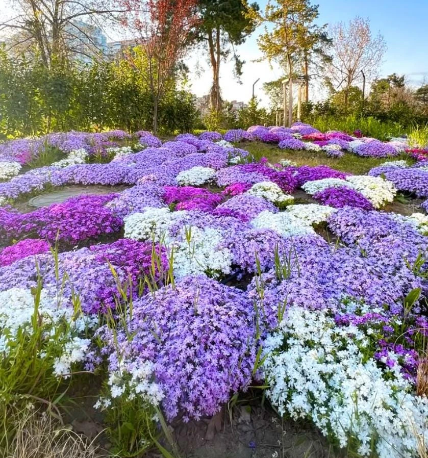 Creeping Phlox Live Plant – Random Color Mix – 4 inch Pot – Outdoor Perennial Ground Cover - Image 1