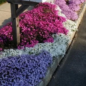 Creeping Phlox Live Plant – Random Color Mix – 4 inch Pot – Outdoor Perennial Ground Cover - Image 4