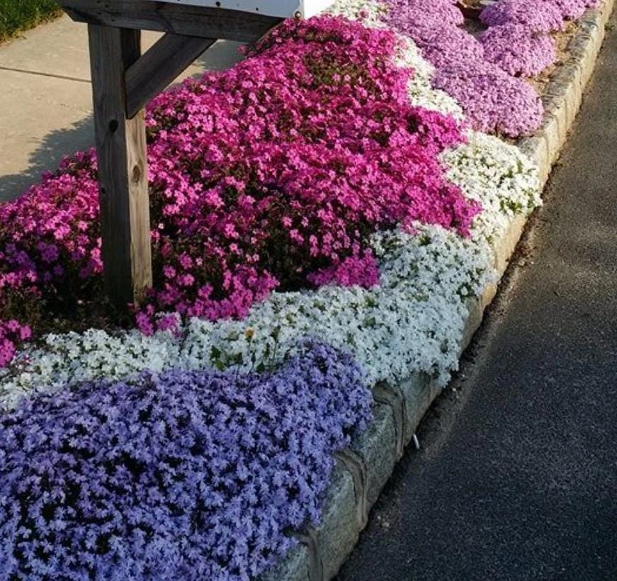 Creeping Phlox Live Plant – Random Color Mix – 4 inch Pot – Outdoor Perennial Ground Cover - Image 4
