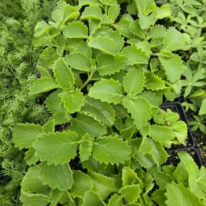 Cuban Oregano (Mexican Mint) Live Herb Starter Plant - 2.5 inch Pot - Image 1