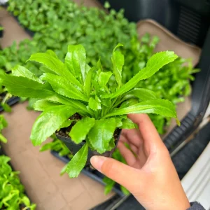 Culantro Live Plant - Saw Tooth Coriander - 2.5 inch Pot - Culinary Herb - Image 2