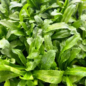 Culantro Live Plant - Saw Tooth Coriander - 2.5 inch Pot - Culinary Herb - Image 3
