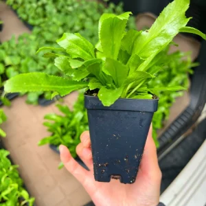 Culantro Live Plant - Saw Tooth Coriander - 2.5 inch Pot - Culinary Herb - Image 1