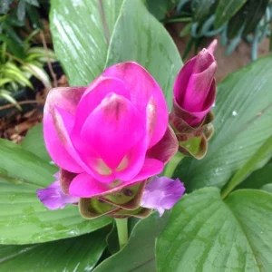 Curcuma Siam Shadow Live Plant – Ornamental Ginger Bloom – 3-6 Inch Starter - Image 2