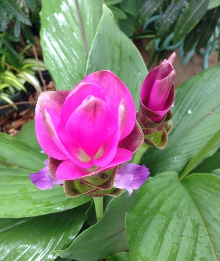 Curcuma Siam Shadow Live Plant – Ornamental Ginger Bloom – 3-6 Inch Starter - Image 2