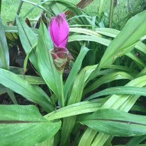 Curcuma Siam Shadow Live Plant – Ornamental Ginger Bloom – 3-6 Inch Starter - Image 3