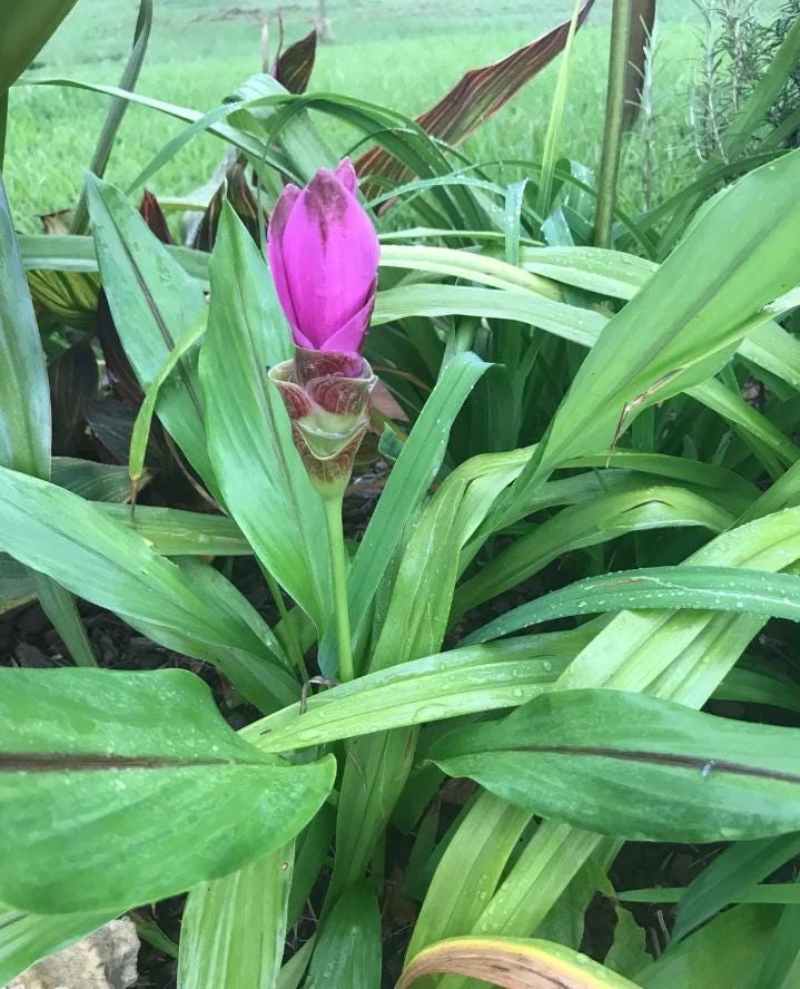 Curcuma Siam Shadow Live Plant – Ornamental Ginger Bloom – 3-6 Inch Starter - Image 3