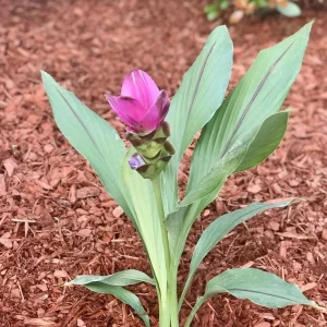 Curcuma Siam Shadow Live Plant – Ornamental Ginger Bloom – 3-6 Inch Starter - Image 4