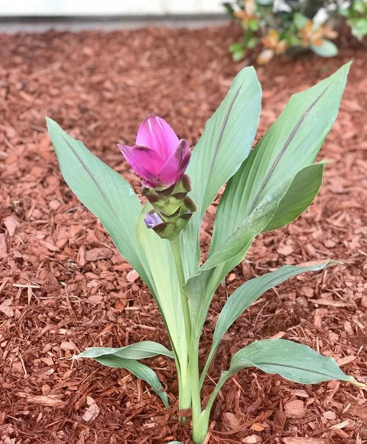 Curcuma Siam Shadow Live Plant – Ornamental Ginger Bloom – 3-6 Inch Starter - Image 4