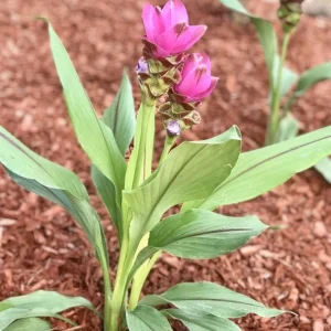 Curcuma Siam Shadow Live Plant – Ornamental Ginger Bloom – 3-6 Inch Starter - Image 5