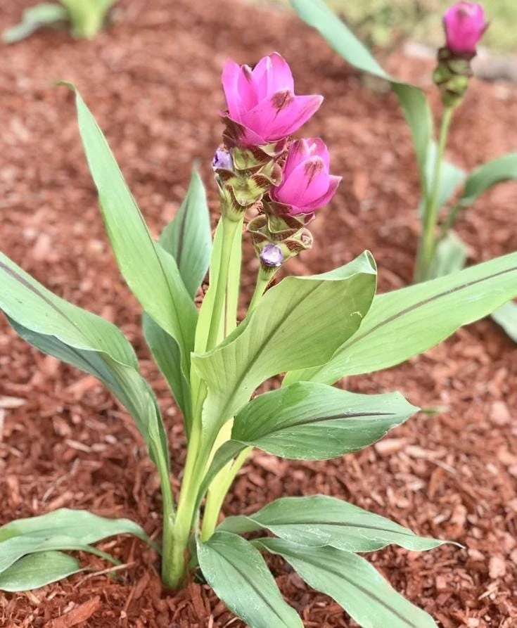 Curcuma Siam Shadow Live Plant – Ornamental Ginger Bloom – 3-6 Inch Starter - Image 5