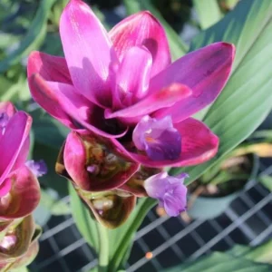 Curcuma Siam Shadow Live Plant – Ornamental Ginger Bloom – 3-6 Inch Starter - Image 1