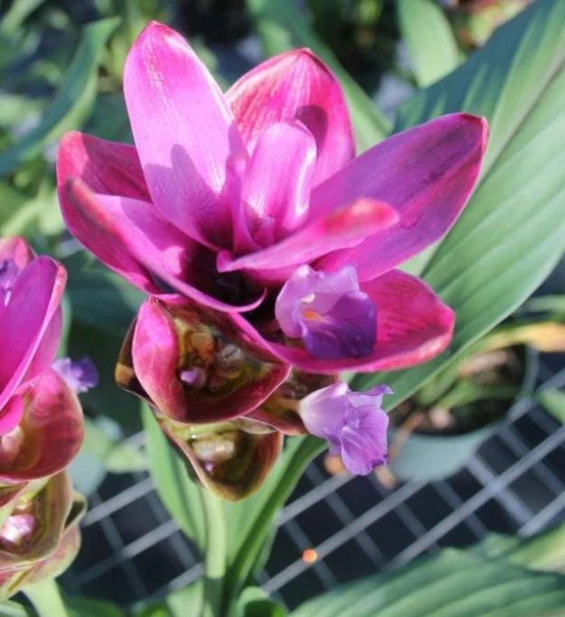Curcuma Siam Shadow Live Plant – Ornamental Ginger Bloom – 3-6 Inch Starter - Image 1