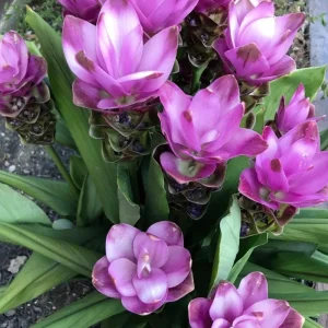 Curcuma Siam Shadow Live Plant – Ornamental Ginger Bloom – 3-6 Inch Starter - Image 6