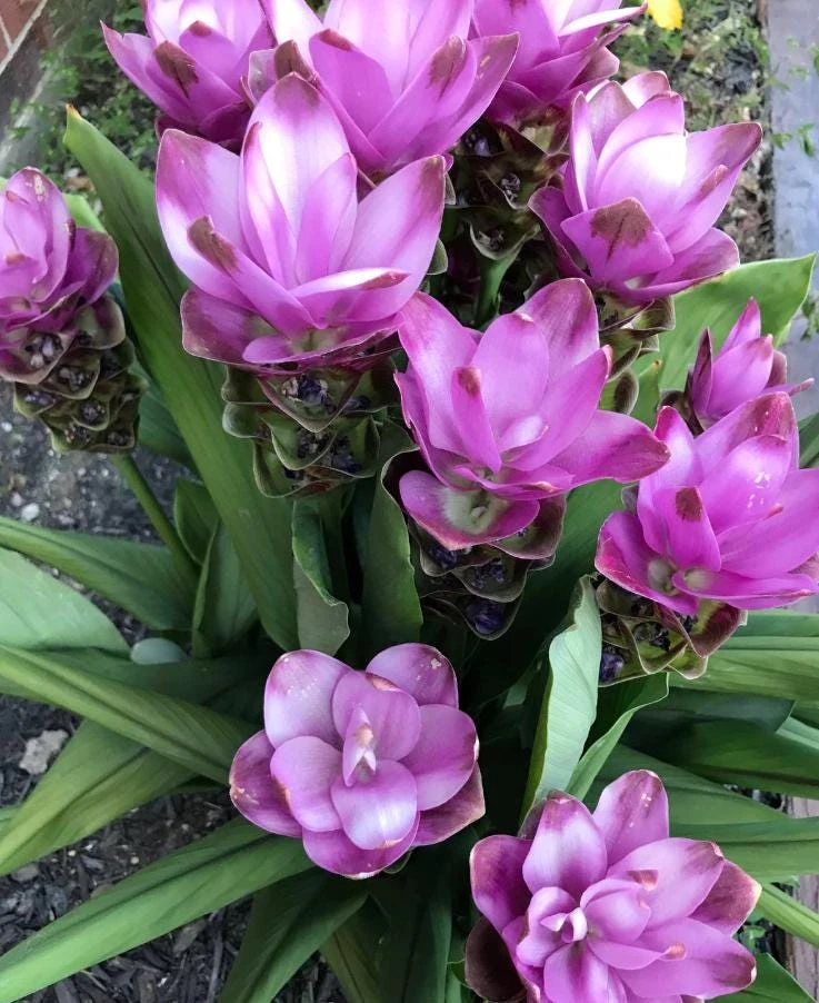 Curcuma Siam Shadow Live Plant – Ornamental Ginger Bloom – 3-6 Inch Starter - Image 6
