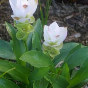 Curcuma Siam Sisco Live Plant – Ornamental Ginger Bloom – 4 inch Pot – Indoor/Outdoor - Image 2