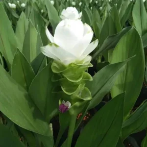 Curcuma Siam Sisco Live Plant – Ornamental Ginger Bloom – 4 inch Pot – Indoor/Outdoor - Image 3