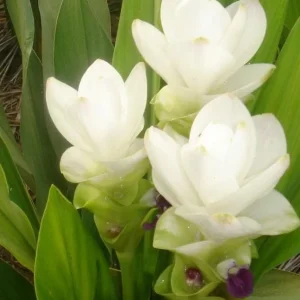 Curcuma Siam Sisco Live Plant – Ornamental Ginger Bloom – 4 inch Pot – Indoor/Outdoor - Image 4
