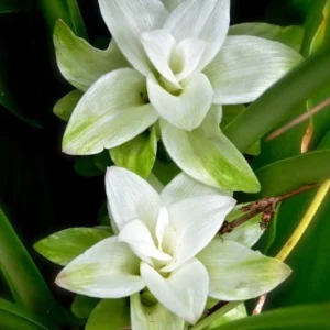 Curcuma Siam Sisco Live Plant – Ornamental Ginger Bloom – 4 inch Pot – Indoor/Outdoor - Image 5