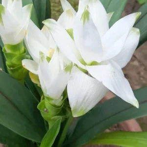 Curcuma Siam Sisco Live Plant – Ornamental Ginger Bloom – 4 inch Pot – Indoor/Outdoor - Image 6