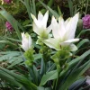 Curcuma Siam Sisco Live Plant – Ornamental Ginger Bloom – 4 inch Pot – Indoor/Outdoor - Image 1