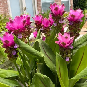 Curcuma Siam Skyline Live Plant – Tropical Ornamental Ginger – Exotic Flowering Plant - Image 2