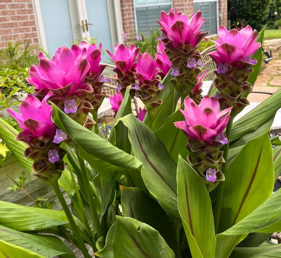 Curcuma Siam Skyline Live Plant – Tropical Ornamental Ginger – Exotic Flowering Plant - Image 2