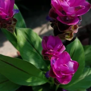 Curcuma Siam Skyline Live Plant – Tropical Ornamental Ginger – Exotic Flowering Plant - Image 3