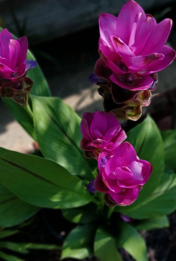 Curcuma Siam Skyline Live Plant – Tropical Ornamental Ginger – Exotic Flowering Plant - Image 3