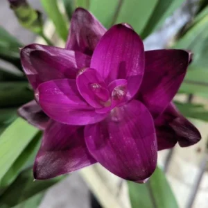 Curcuma Siam Skyline Live Plant – Tropical Ornamental Ginger – Exotic Flowering Plant - Image 4