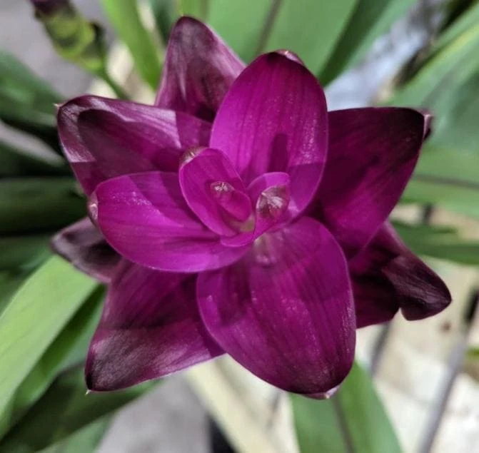Curcuma Siam Skyline Live Plant – Tropical Ornamental Ginger – Exotic Flowering Plant - Image 4