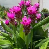 Curcuma Siam Skyline Live Plant – Tropical Ornamental Ginger – Exotic Flowering Plant - Image 1