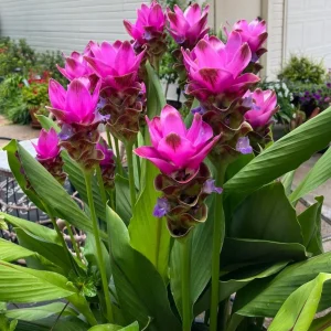 Curcuma Siam Skyline Live Plant – Tropical Ornamental Ginger – Exotic Flowering Plant - Image 1