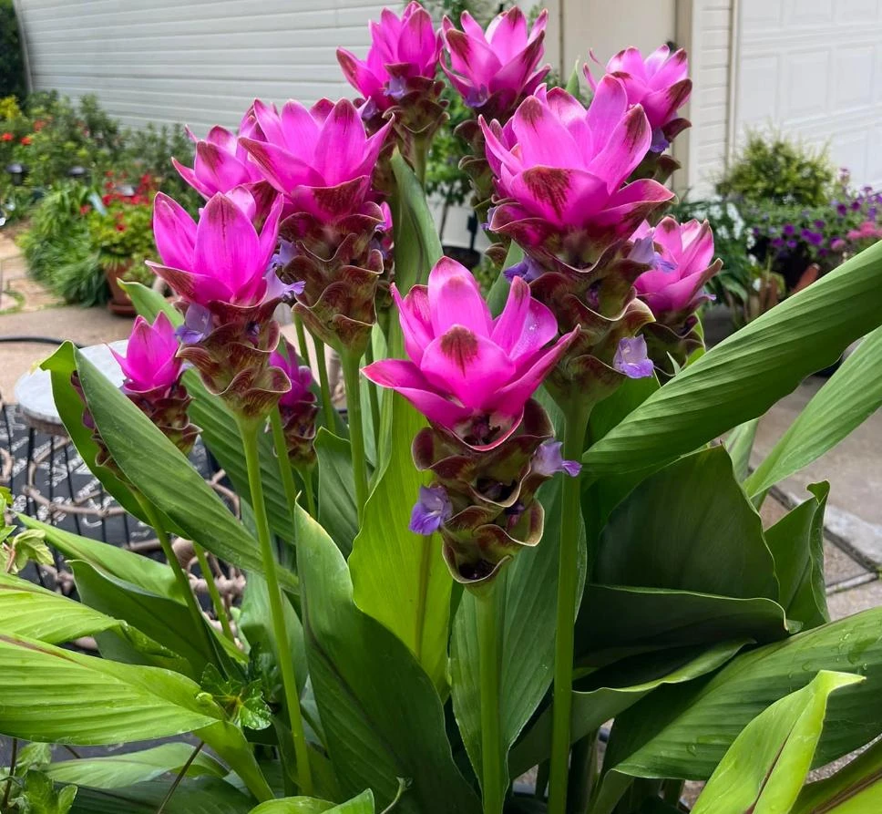 Curcuma Siam Skyline Live Plant – Tropical Ornamental Ginger – Exotic Flowering Plant - Image 1