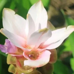 Curcuma Siam Solar Live Plant - Ornamental Ginger, Bright Blooms, Tropical, 4