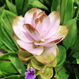 Curcuma Siam Solar Live Plant - Ornamental Ginger, Bright Blooms, Tropical, 4