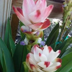 Curcuma Siam Solar Live Plant - Ornamental Ginger, Bright Blooms, Tropical, 4