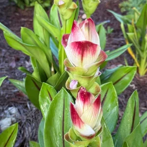 Curcuma Siam Solar Live Plant - Ornamental Ginger, Bright Blooms, Tropical, 4