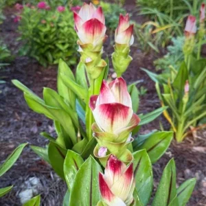 Curcuma Siam Solar Live Plant - Ornamental Ginger, Bright Blooms, Tropical, 4