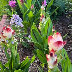 Curcuma Siam Solar Live Plant - Ornamental Ginger, Bright Blooms, Tropical, 4