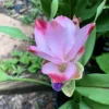 Curcuma Siam Solar Live Plant - Ornamental Ginger, Bright Blooms, Tropical, 4" Pot Size - Image 1